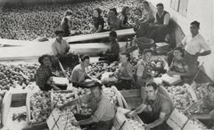 Israel, Workers in the packing process of oranges, 1942, סימה שפיר, [object Object], [object Object], [object Object], Dokuforte #448