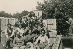 Israel, Picking oranges, 1942, סימה שפיר, [object Object], [object Object], [object Object], Dokuforte #447