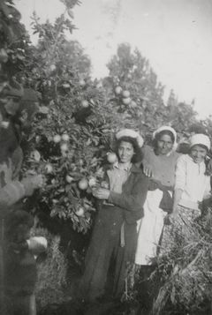 Israel, Picking oranges, 1940, סימה שפיר, [object Object], [object Object], [object Object], Dokuforte #408