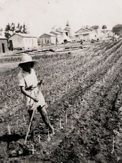 Israel,Eretz Israel, Hashomer Hatzair Hungary, Cirtus nursery, 1932, Yehudit Adel Sholdos, [object Object], [object Object], [object Object], Dokuforte #2476