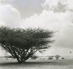Israel, Kibbutz Maabarot, Hashomer Hatzair Hungary, Kibbutz Maabarot. Acacia tree in Negev desert, 1950, Yehudit Adel Sholdos, [object Object], [object Object], [object Object], [object Object], Dokuforte #2620