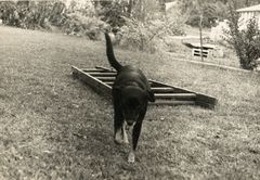 Israel, Kibbutz Maabarot, Hashomer Hatzair Hungary, Kibbutz Maabarot. Lilit the dog of the Kibbutz Maabarot, 1962, Yehudit Adel Sholdos, [object Object], [object Object], [object Object], [object Object], Dokuforte #2601