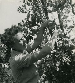 1946, Yuval Alpan, [object Object], [object Object], Dokuforte #2961