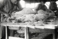 Israel, The shearing festival in a kibbutz, 1956, Benny Barzilay, [object Object], [object Object], [object Object], [object Object], Dokuforte #3153