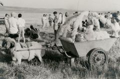 Israel, Kibbutz Tziklag,Kibbutz Lahav, Shavuot, 1956, Benny Barzilay, [object Object], [object Object], [object Object], [object Object], [object Object], Dokuforte #3157