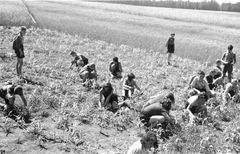 Czechoslovak Republic, מראות ממושבת הקיץ של השוה"צ ב Borohrádek

בשיתוף פעולה עם נדב מן / ביטמונה, 1939, Dany Benshalom, Rafi Benshalom, [object Object], [object Object], Dokuforte #3341