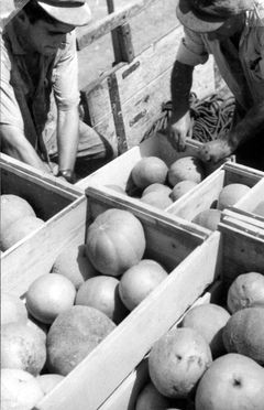 Israel, D’vash HaOgen’ melons after harvesting in the field for marketing and export.

With cooperation of Nadav Mann / Bitmuna, 1955, Dany Benshalom, Rafi Benshalom, [object Object], [object Object], [object Object], Dokuforte #3477