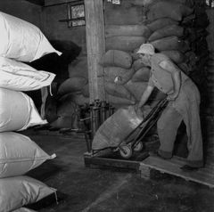 Israel, יצחק שרון, 1955, Ruth Lackner Hiller / Kibbutz Haogen Archive, [object Object], [object Object], [object Object], [object Object], [object Object], Dokuforte #4450