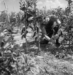 ישראל, שלמה גרנות, 1955, Ruth Lackner Hiller / Kibbutz Haogen Archive, [object Object], [object Object], [object Object], [object Object], Dokuforte #4674